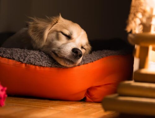 Dog Boarding For Your Nervous Pet: We can have a great experience