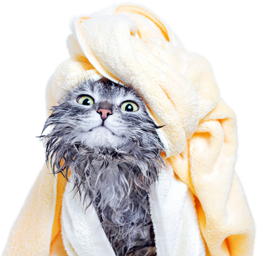 Furry Friends-pet-grooming