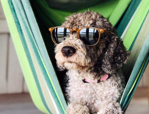 How to tell if your dog is having a good time at Daycare