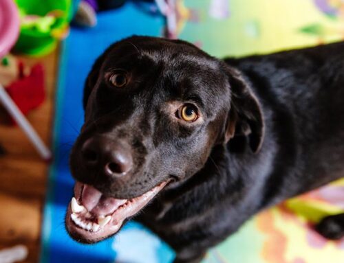 What to expect on your dog’s first day at Doggie Daycare
