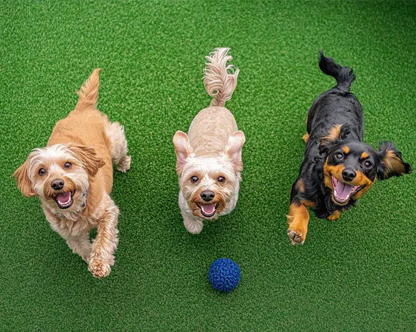threedog-image-2.jpg