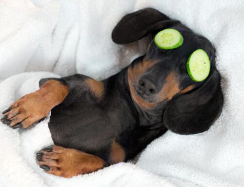 What happens here at Furry Friends Pet Resort
